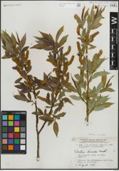 Foto von Salix lucida Muhl.